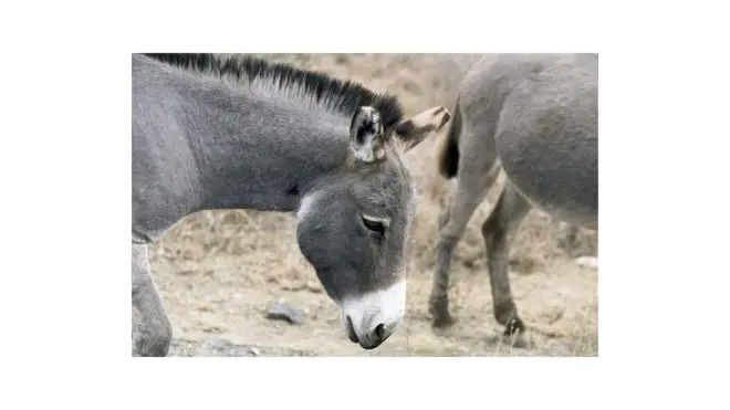 ኣእዱግ ኬንያ