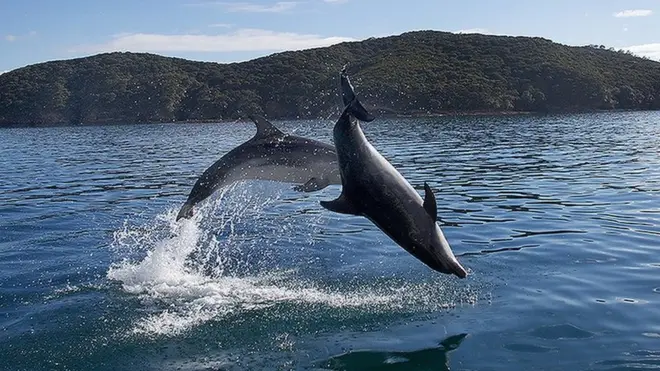 "The Bay of Islands bottlenose dolphin population can only be protected if everyone plays their part," says the New Zealand department of conservation