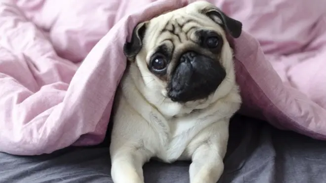 कुत्रे पाळा, आजार टाळा