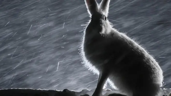 Pada abad 18, orang Swedia percaya tukang sihir bisa mengubah orang menjadi kelinci.