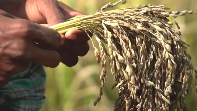 كيف يستخدم الأرز في مكافحة التغير المناخي؟