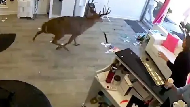 غزال شارد في صالون تجميل بنيويورك