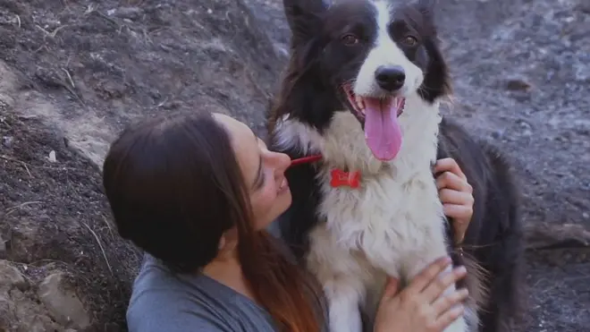 Как собаки восстанавливают леса