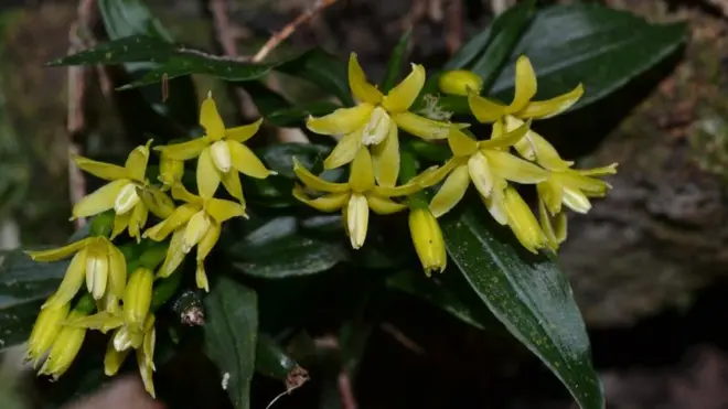 The orchid in bloom at Wutongshan Mountain in Shenzhen, China