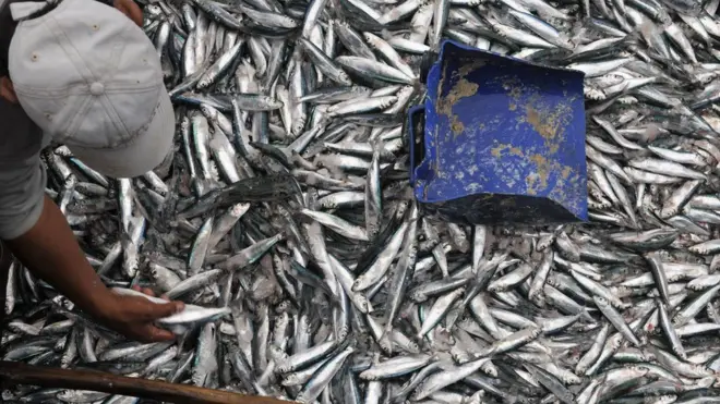 แรงงานในภาคประมงเป็นเหยื่อการค้ามนุษย์