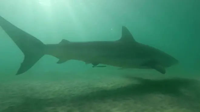 بالفيديو: قرش في الشواطئ الإسرائيلية