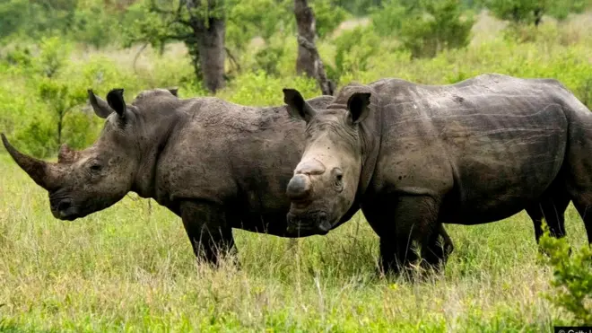 जंगली जानवरों का शिकार