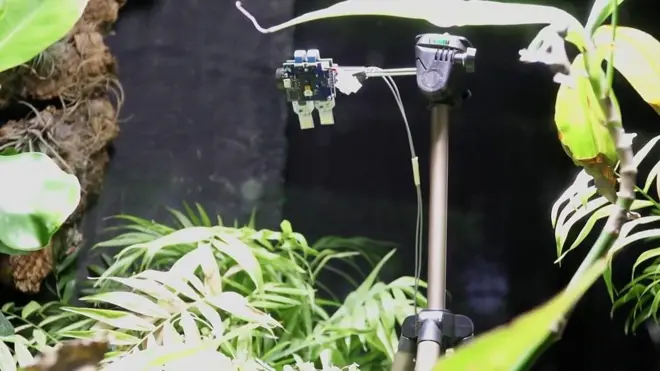 Растение-фотограф.