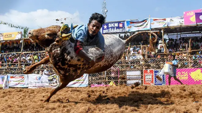 જલ્લીકટ્ટુ, આખલા, સાંઢ, પ્રાણીઓ, તહેવાર, બીબીસી ગુજરાતી