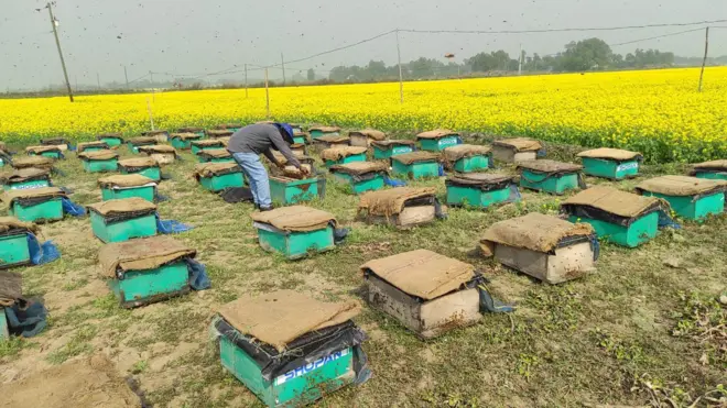 সরিষা ফুল থেকে মধু সংগ্রহ চলছে