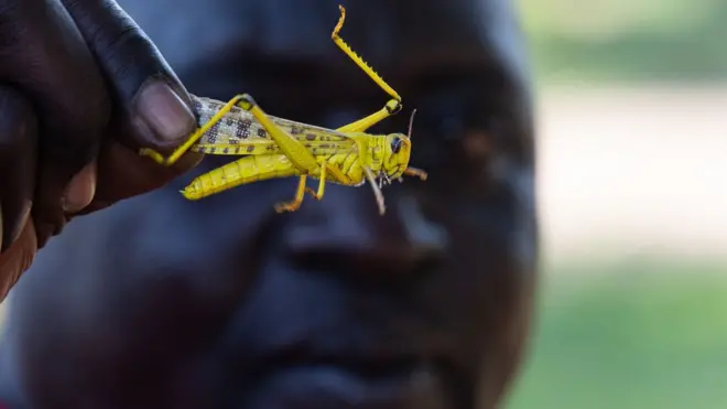 Cet Ougandais de la localité de Katakwi, ramasse les criquets dont il fait un bon repas
