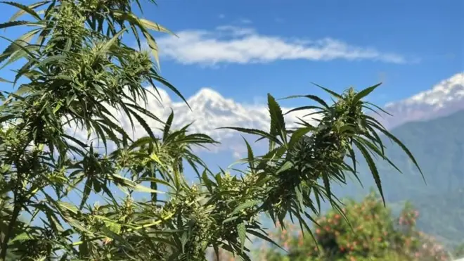 गाँजाको बोट र पृष्ठभूमिमा हिमाल