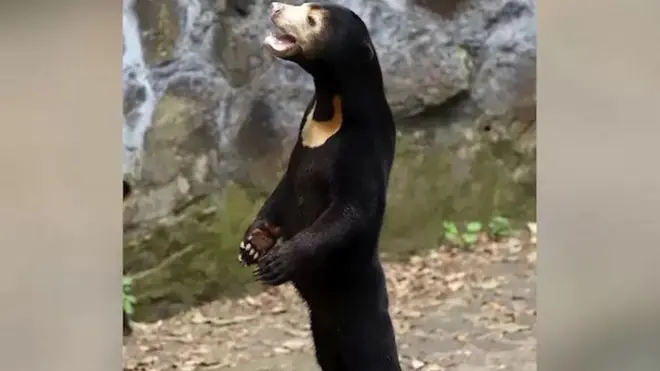 Malajski medvedi nisu maskirani ljudi