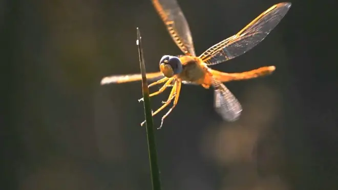 باحث مصري قد يغير شكل أدوات التجسس في العالم