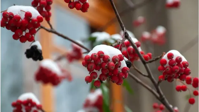 перший сніг