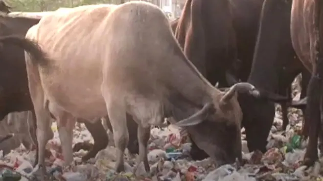 cow