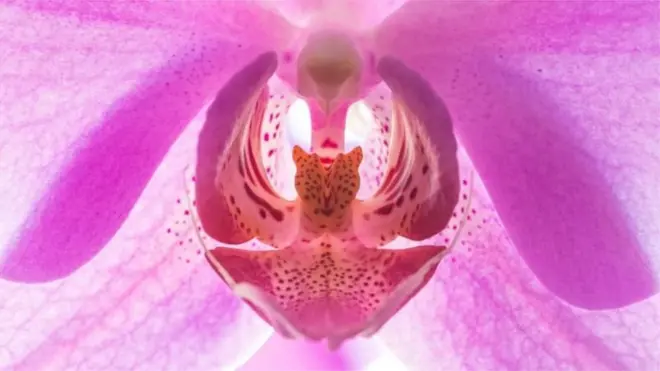 ఆకారం కారణంగా చాలా మంది క్లిటోరిస్‌ను ఆర్కిడ్ పువ్వుతో పోలుస్తారు