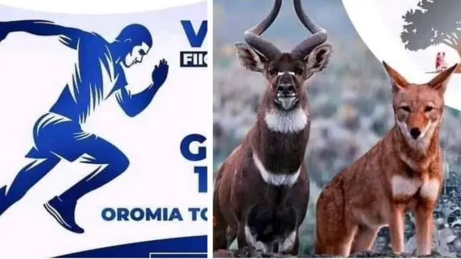 Hasxaa Fiigicha Guddicha Baalee