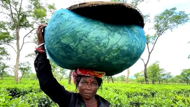 అస్సాం టీ తోటలపై వాతావరణ మార్పుల ప్రభావం.. తేయాకు తోటలు కనుమరుగవుతాయా?