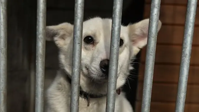 농식품부는 2020년 8월 기준 유기동물 수가 9만 마리에 달한다고 발표했다