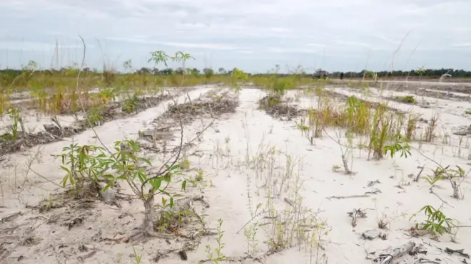 Lahan penanaman singkong seluas 600 hektare yang mangkarak di Desa Tewai Baru, Gunung Mas, Kalimantan Tengah.