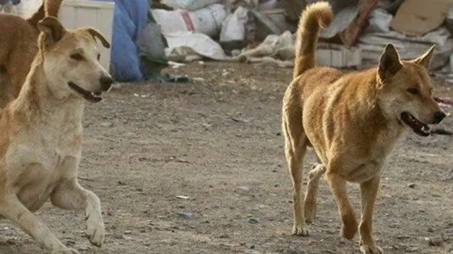 سگ‌های بدون صاحب در ایران