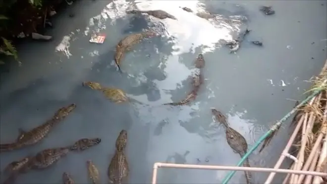 Masovna grobnica za aligatore u Rio de Žaneiru