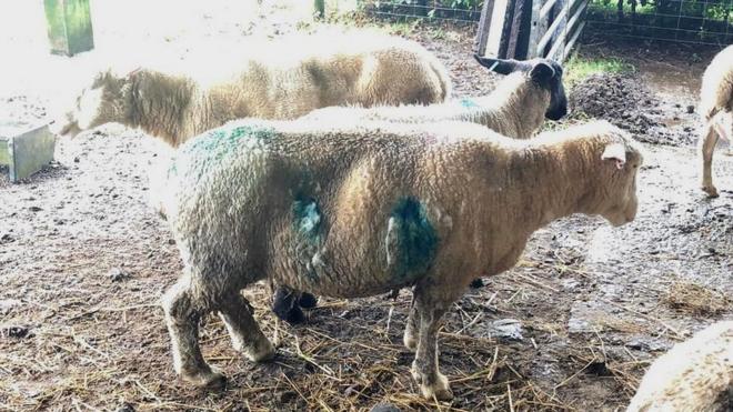 Sheep attacked by store dogs