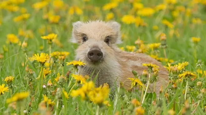Свинарство є однією з найважливіших галузей господарства Данії та може серйозно постраждати через грип, який можуть занести дикі свині