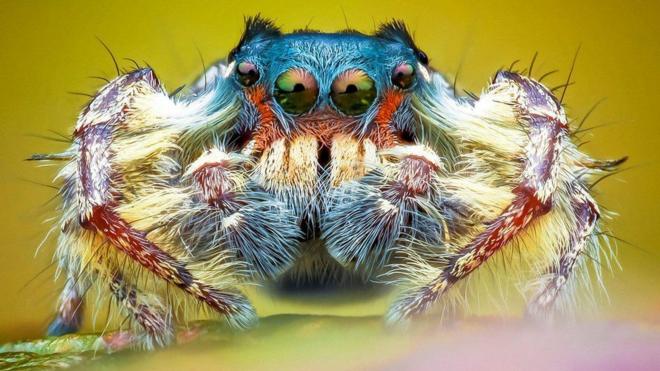 Imagem mostra aranhasite de porcentagem de caça níqueisdetalhes