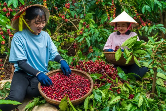 Một trang trại cà phê ở tỉnh Lâm Đồng