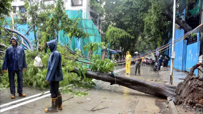 मुंबई के दादर इलाके में भारी बारिश के कारण एक बड़ा पेड़ उखड़कर सड़क पर गिर गया