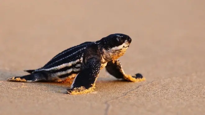 "ขา" คู่หน้าอันแข็งแรงและยาวเป็นพิเศษ จะนำลูกเต่าน้อยออกสู่โลกกว้างในมหาสมุทร