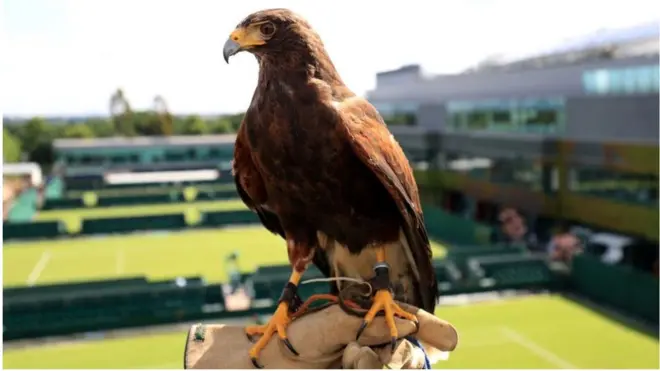 На Уимблдоне ястребы отгоняют от кортов голубей и других птиц, которые могут помешать игрокам