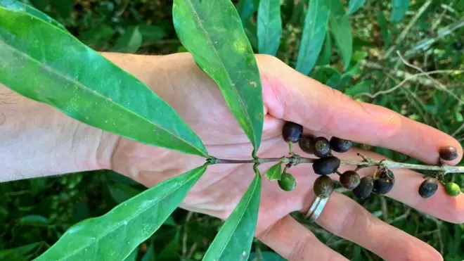 Los granos de Coffea stenophylla tienen un sabor naturalmente dulce y afrutado. La planta puede tolerar temperaturas al menos 6 °C más altas que el café Arábica.