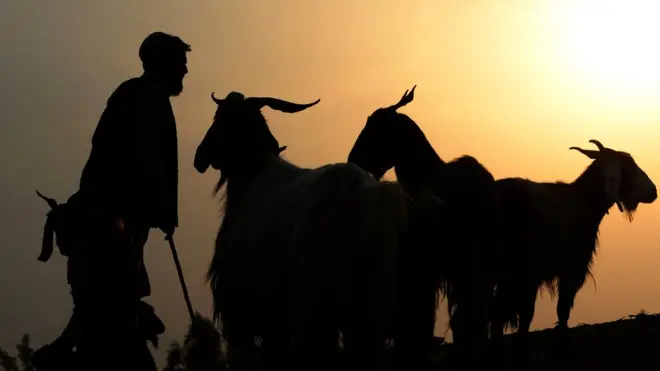 به گفته منابع محلی حدود دو میلیون دام اکنون در ولایت فاریاب با مشکل کمبود آب و علف مواجه هستند.