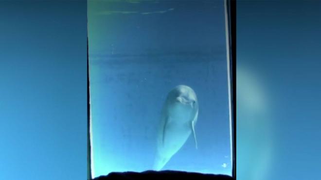 Дельфины красуются перед зеркалом