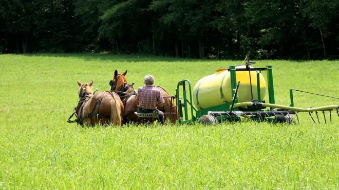 Homem leva equipamento arrastado por dois cavalos em plantação