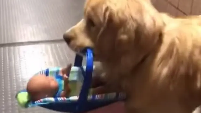 Ben the dog carries a toy