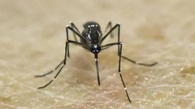 aworan kokoro ẹfọn