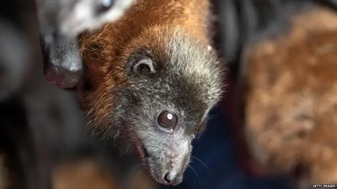 वटवाघूळ