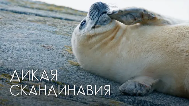 От ледяных пустошей Норвегии до магических лесов Швеции – природа Скандинавии уникальна и величественна 