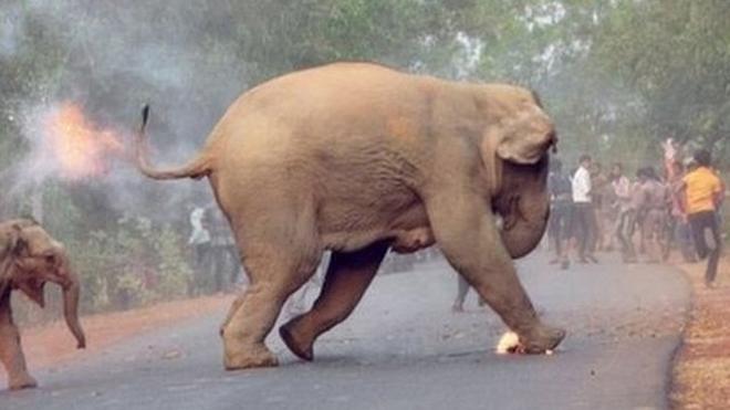 dos elefantes quemados huyen de la turba