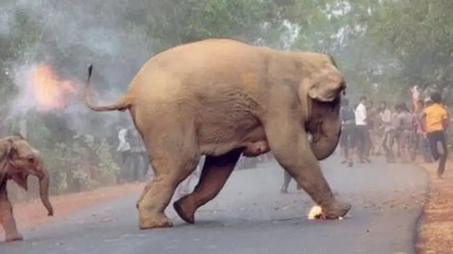 Esta fue una de las 27 imágenes galardonadas en los Sanctuary Wildlife Photography Awards