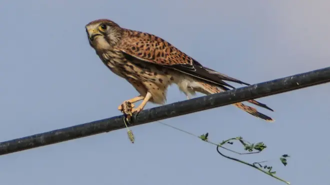 విద్యుత్ తీగలపై పక్షులు