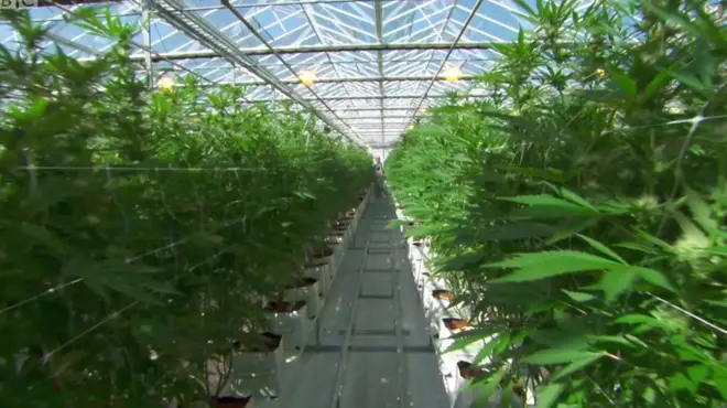 Фарма Канабиса