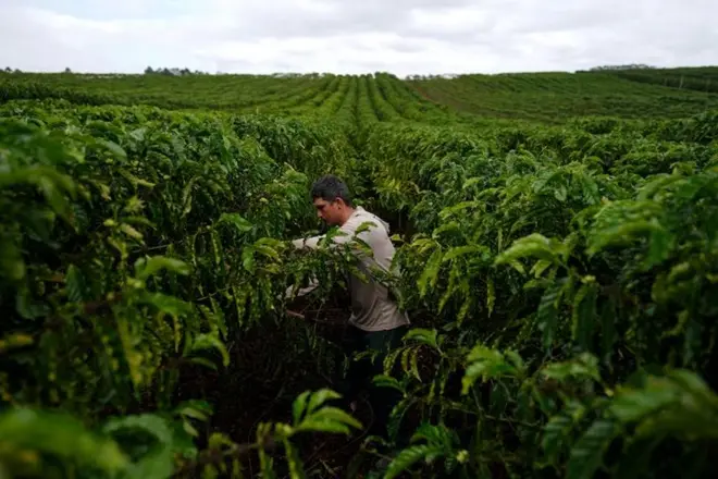 Nông trại cà phê robusta ở Brazil