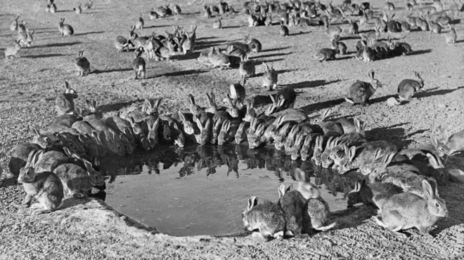 Australia llegó a tener miles de millones de conejos salvajes que devastaron las zonas rurales.