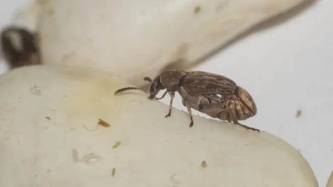 Žižak je veliki pasuljev neprijatelj