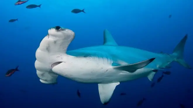 Foto de cerca de los ojos y cuerpo de un tiburón martillo